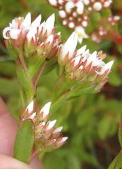 Crassula rubricaulis