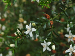 Philotheca difformis