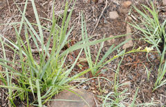 Carex spartea