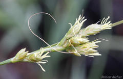 Carex spartea