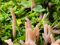 Clavaria rubicundula