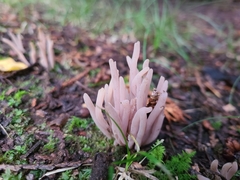 Clavaria rubicundula