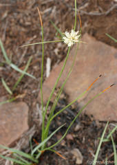 Cyperus niveus leucocephalus