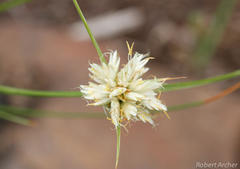 Cyperus niveus leucocephalus