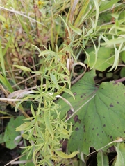 Achillea salicifolia