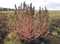 Atriplex australasica