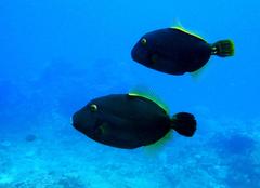 Cantherhines dumerilii