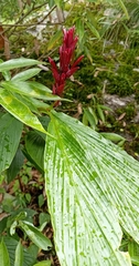 Cautleya spicata