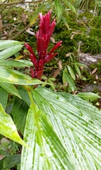 Cautleya spicata