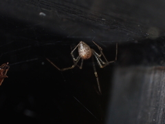 Chrysso lingchuanensis