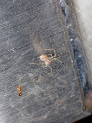 Chrysso lingchuanensis