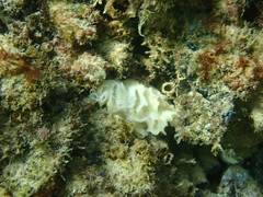Calcarea