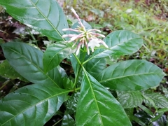 Rauvolfia serpentina