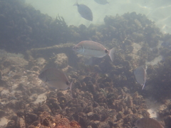 Diplodus bellottii