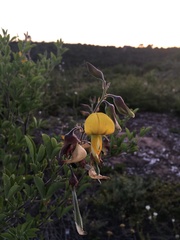 Crotalaria capensis