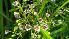 Microbotryum stellariae