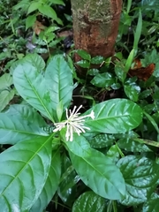 Rauvolfia serpentina