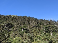 Tsuga chinensis