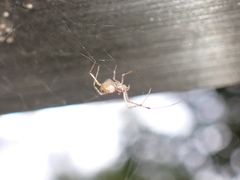 Chrysso lingchuanensis