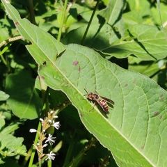 Polistes quadricingulatus