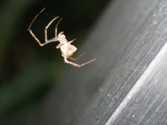 Chrysso lingchuanensis