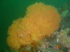 Melithaea rubra