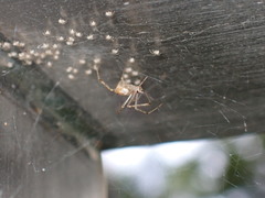 Chrysso lingchuanensis