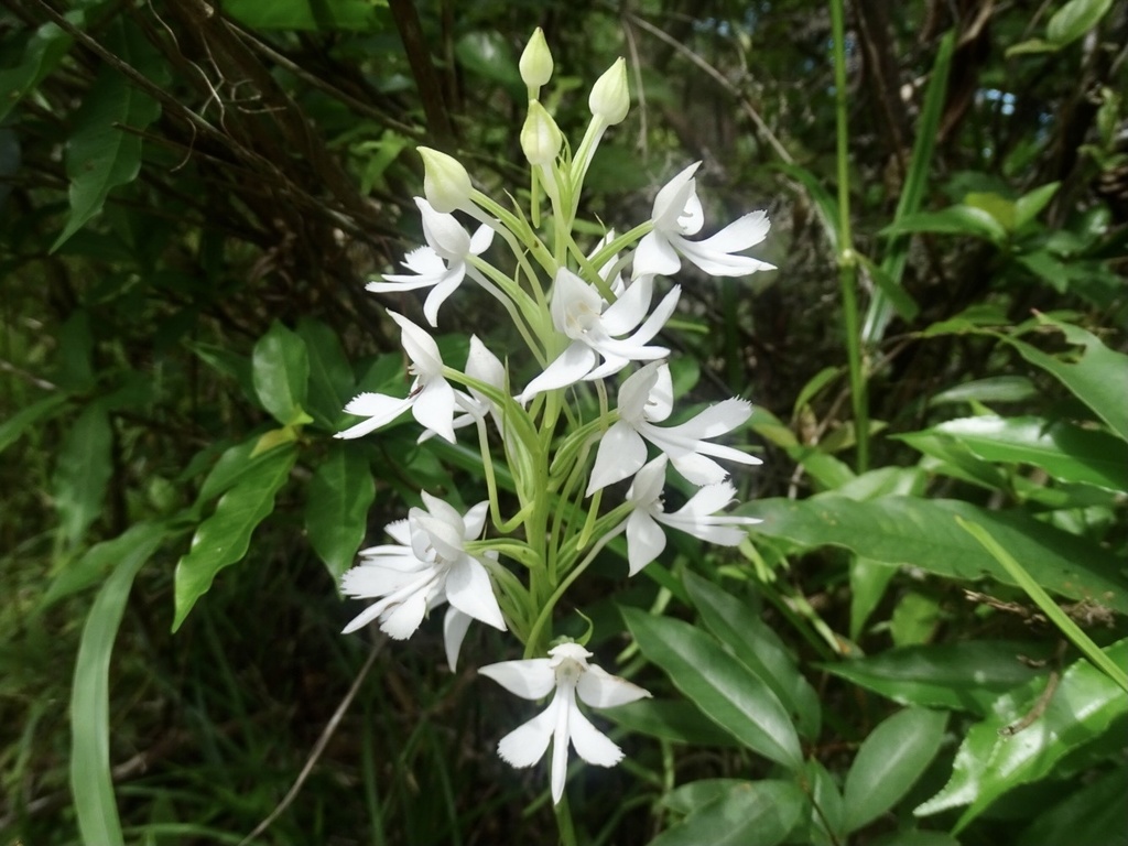 Habenaria dentata