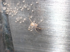 Chrysso lingchuanensis