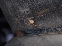 Chrysso lingchuanensis