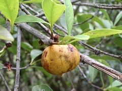 Garcinia oblongifolia