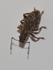 Brachyderes pubescens