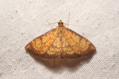 Ecpyrrhorrhoe rubiginalis