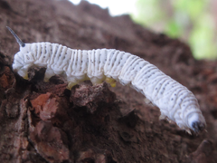 Rondotia menciana
