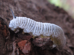 Rondotia menciana