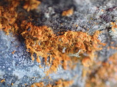 Teloschistes velifer