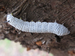 Rondotia menciana