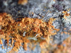 Teloschistes velifer