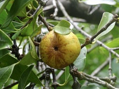 Garcinia oblongifolia
