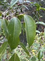 Celtis paniculata
