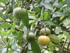 Garcinia oblongifolia