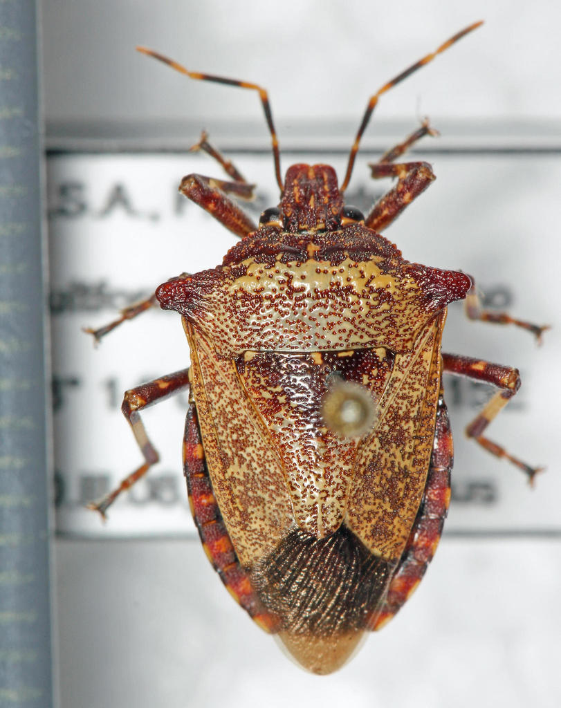 Glypsus