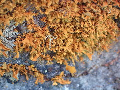 Teloschistes velifer