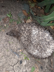 Erinaceus roumanicus