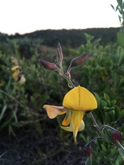 Crotalaria capensis