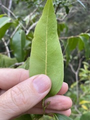 Celtis paniculata