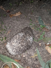 Erinaceus roumanicus