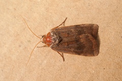 Noctua janthina