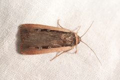 Ochropleura leucogaster