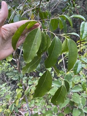 Celtis paniculata